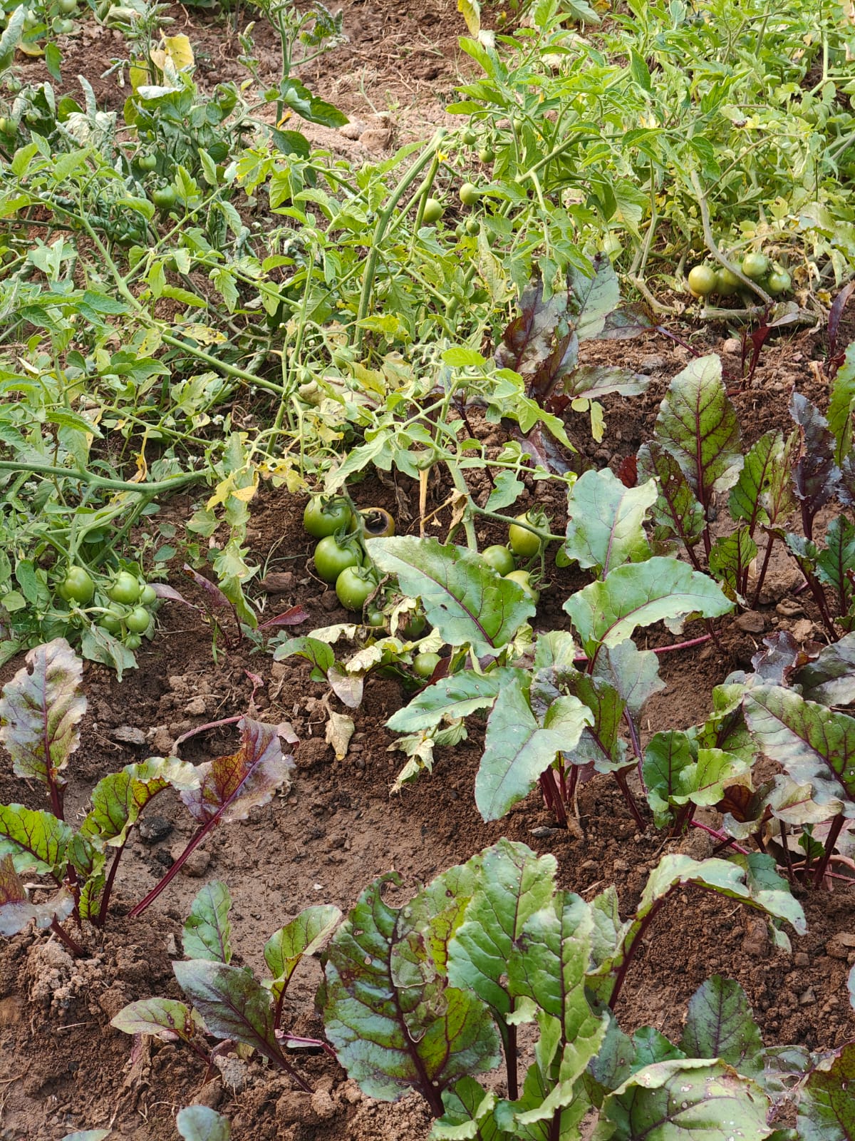 Pratima Mahto Nutri-Garden 1