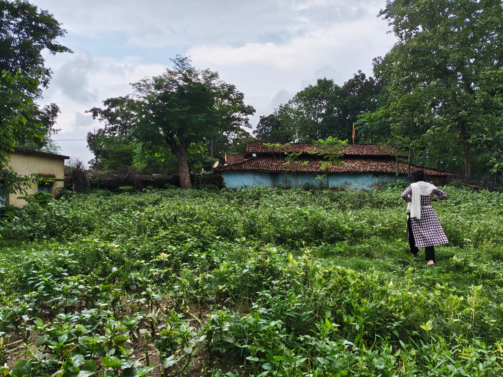 Pratima Mahto Nutri-Garden 4