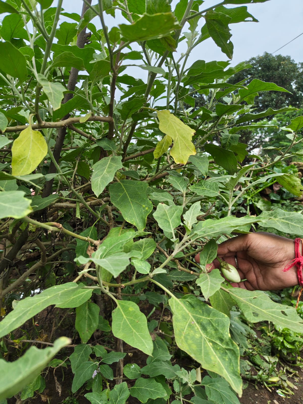 Pratima Mahto Nutri-Garden 4