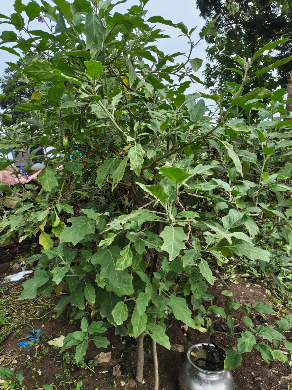 Pratima Mahto Nutri-Garden 4