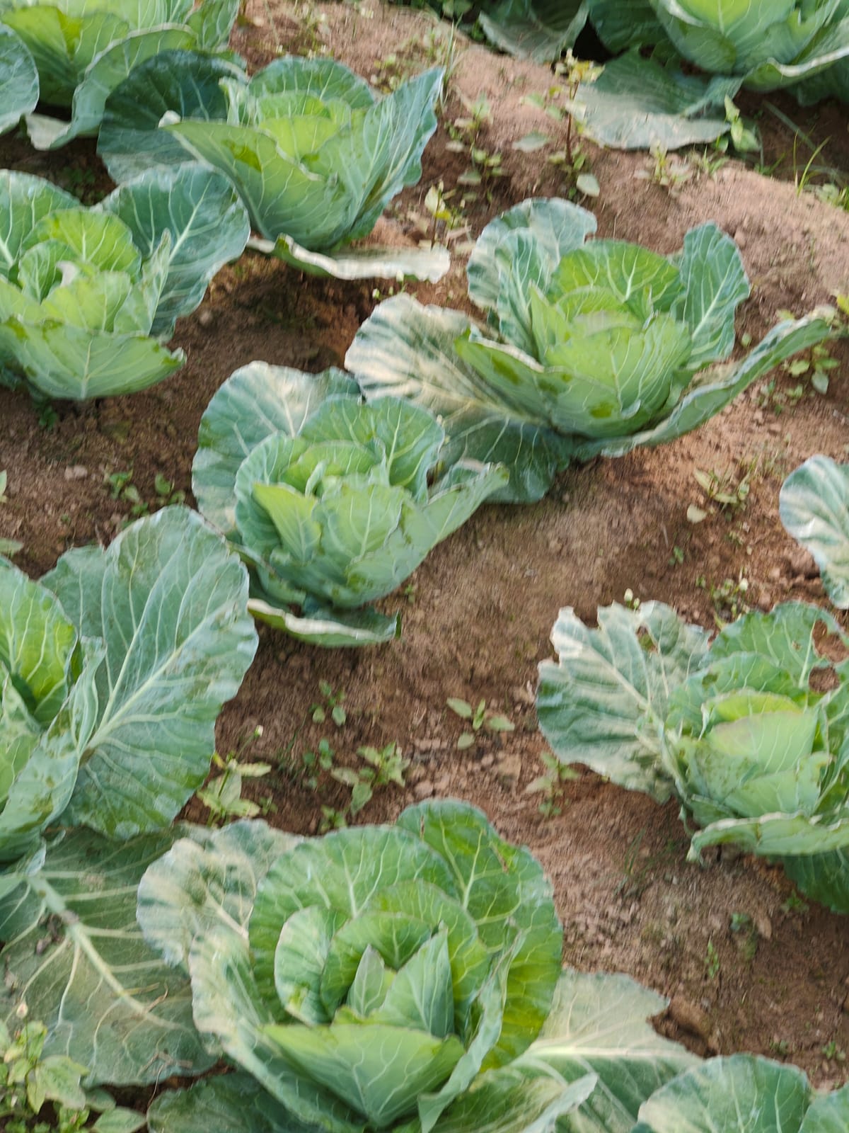 Pratima Mahto Nutri-Garden 2