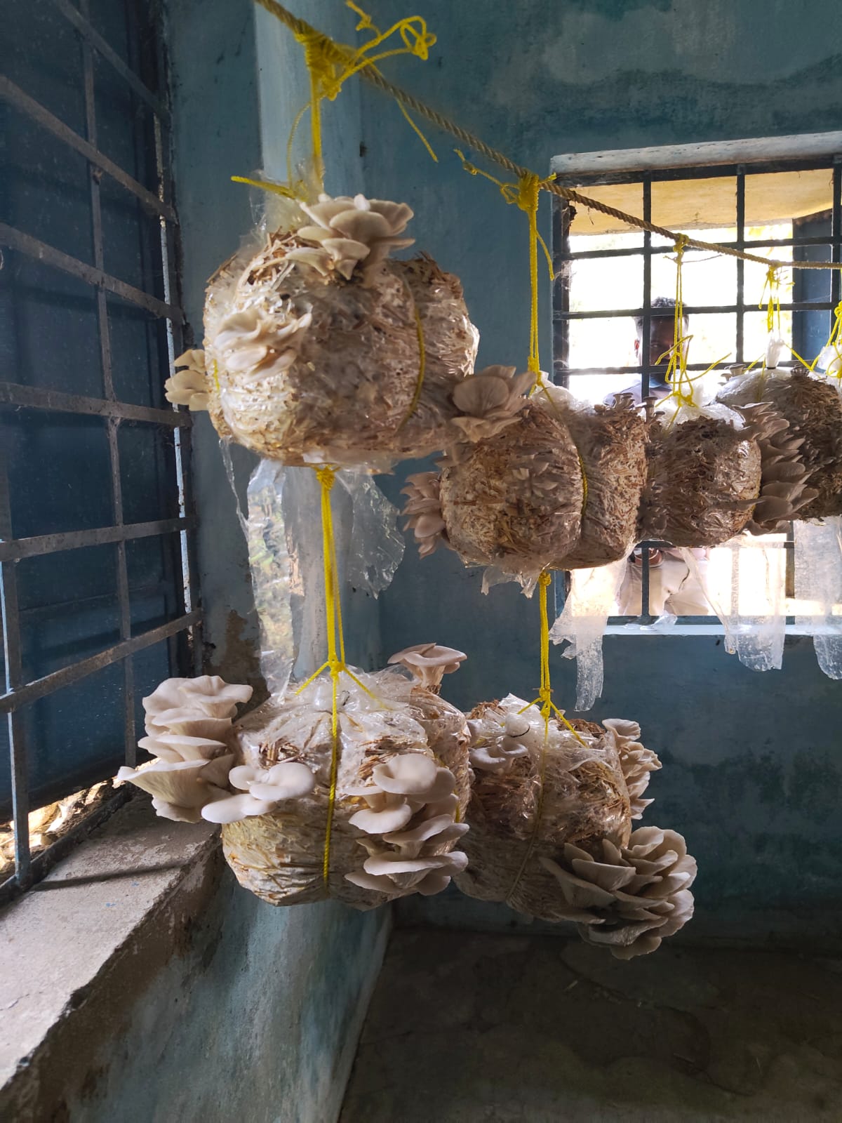 Pratima Mahto Nutri-Garden 4