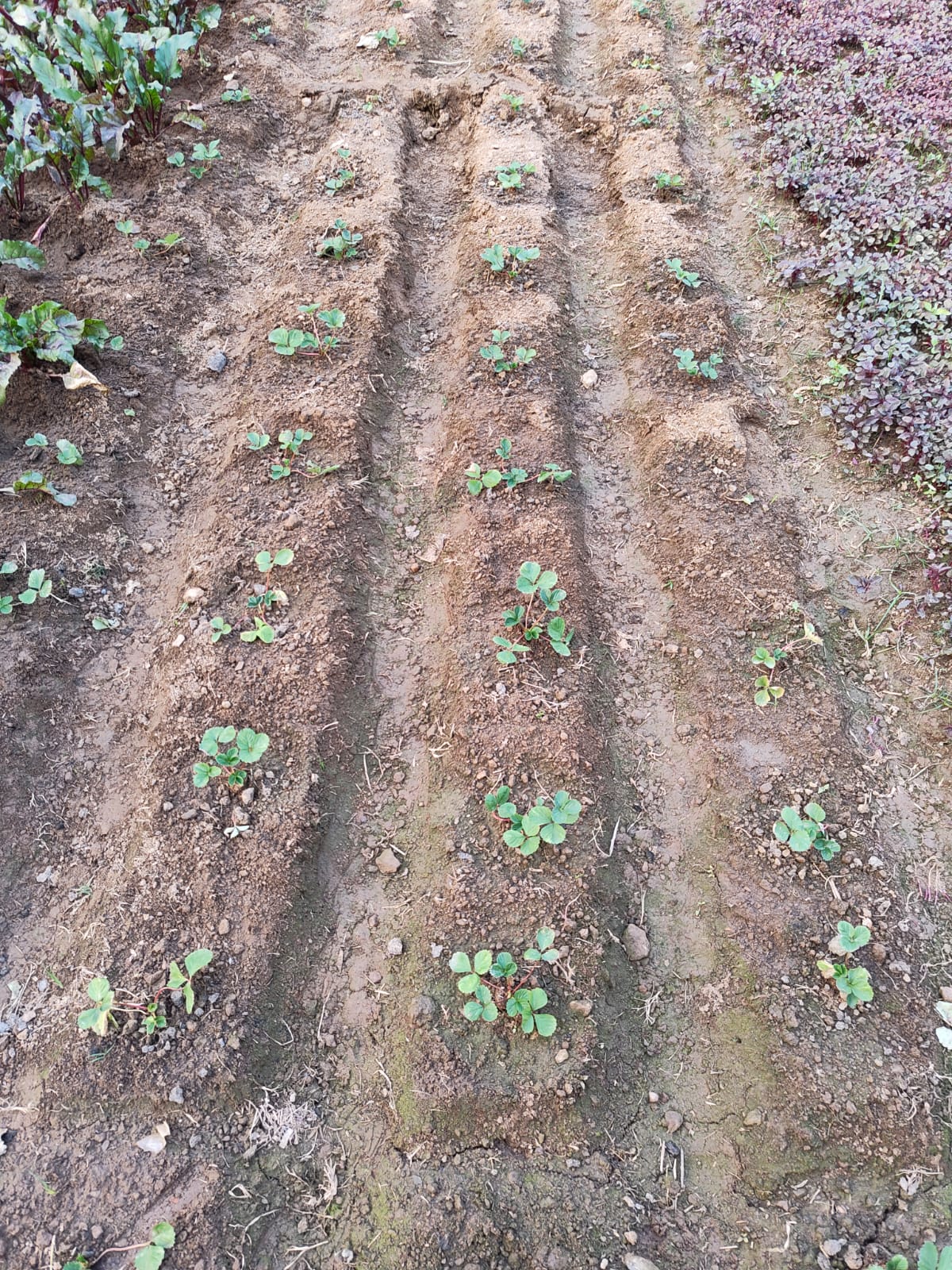 Pratima Mahto Nutri-Garden 4