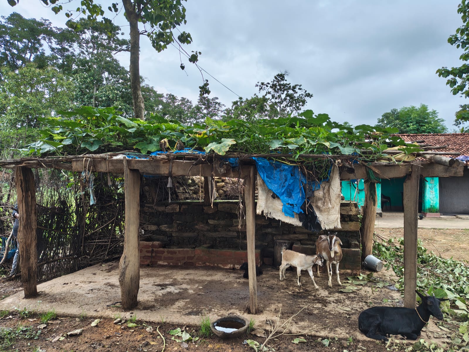 Pratima Mahto Nutri-Garden 4