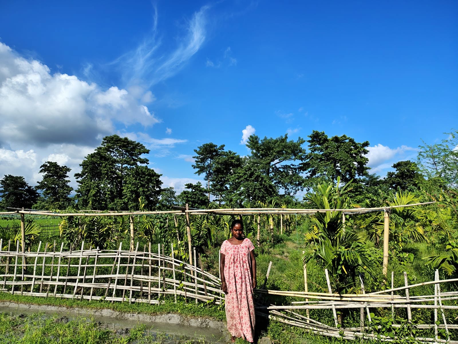Pramila arecanut plantation