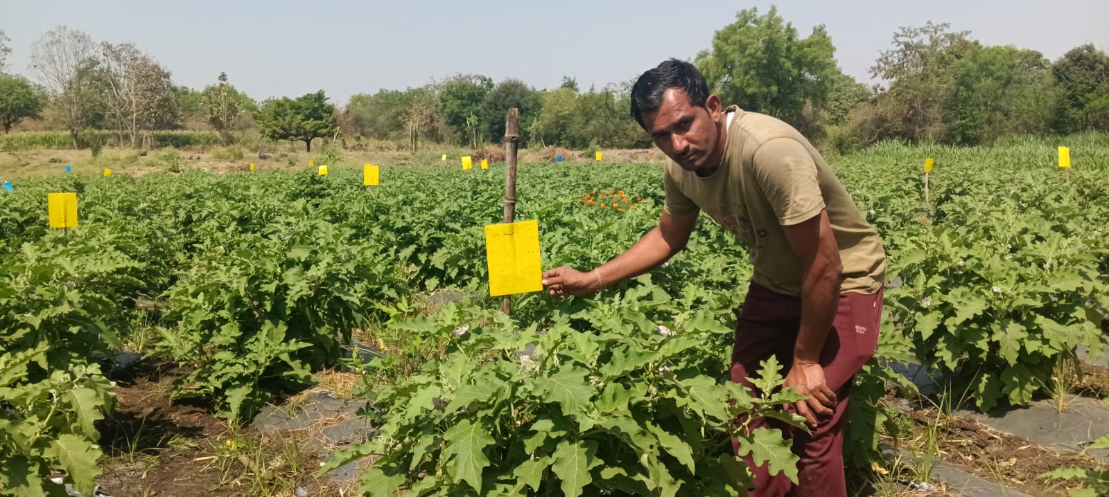 Sticky pest trap in Savita field