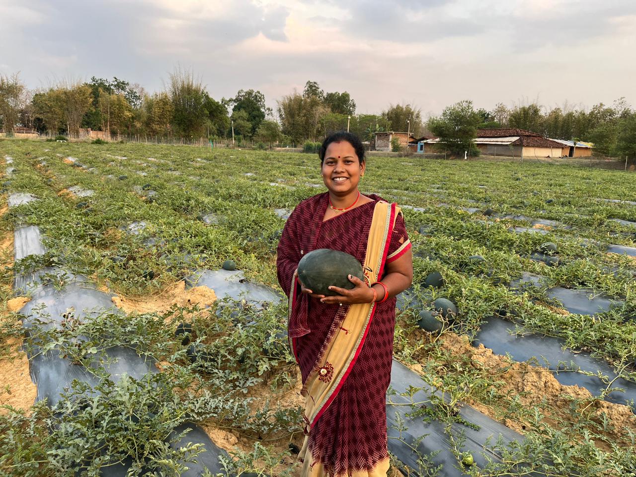 Ram Pyari watermelon field